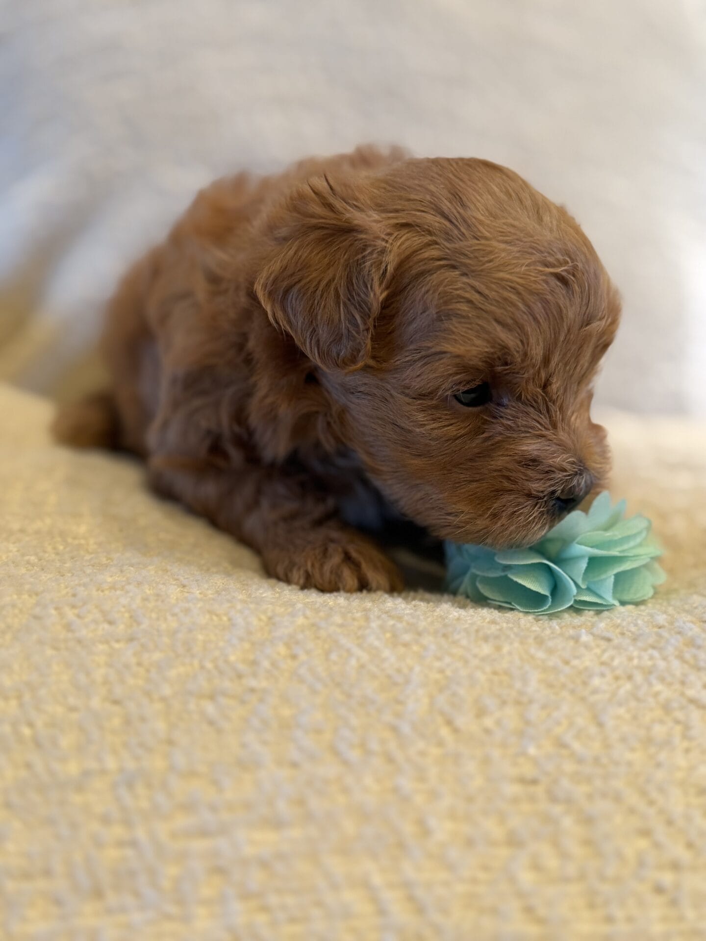 Ivy - Micro Goldendoodle Girl - Image 16