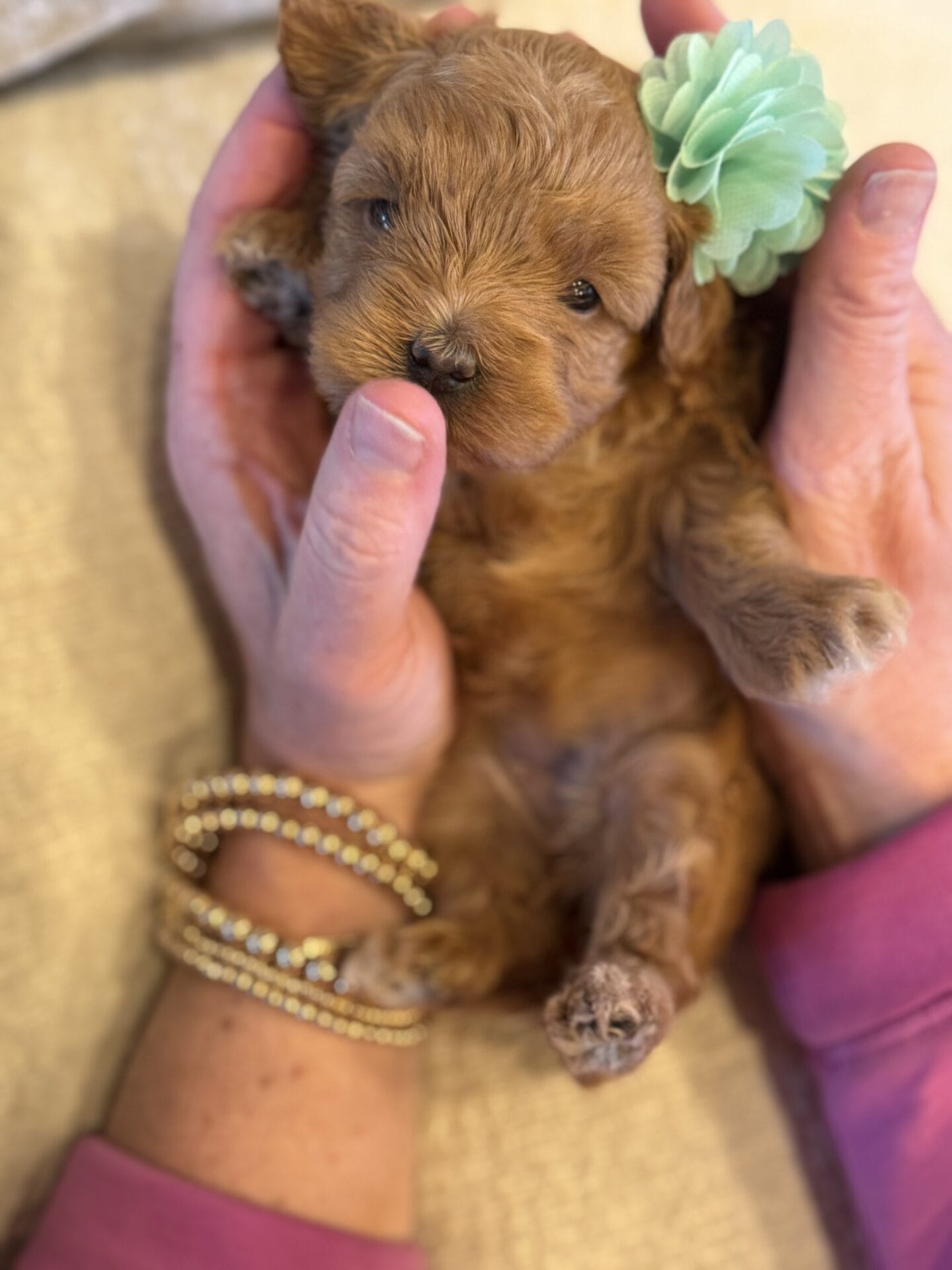 Ivy - Micro Goldendoodle Girl - Image 17