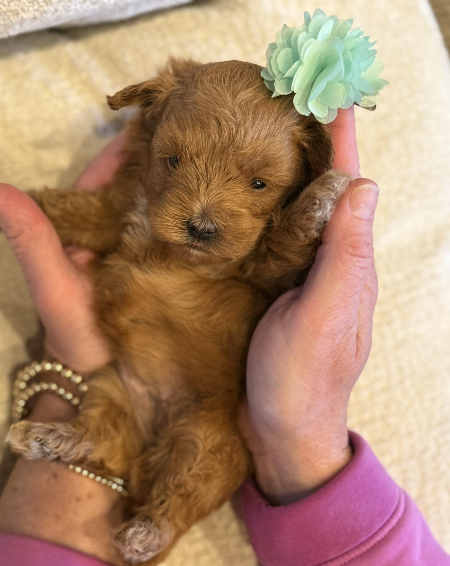 Ivy - Micro Goldendoodle Girl - Image 18