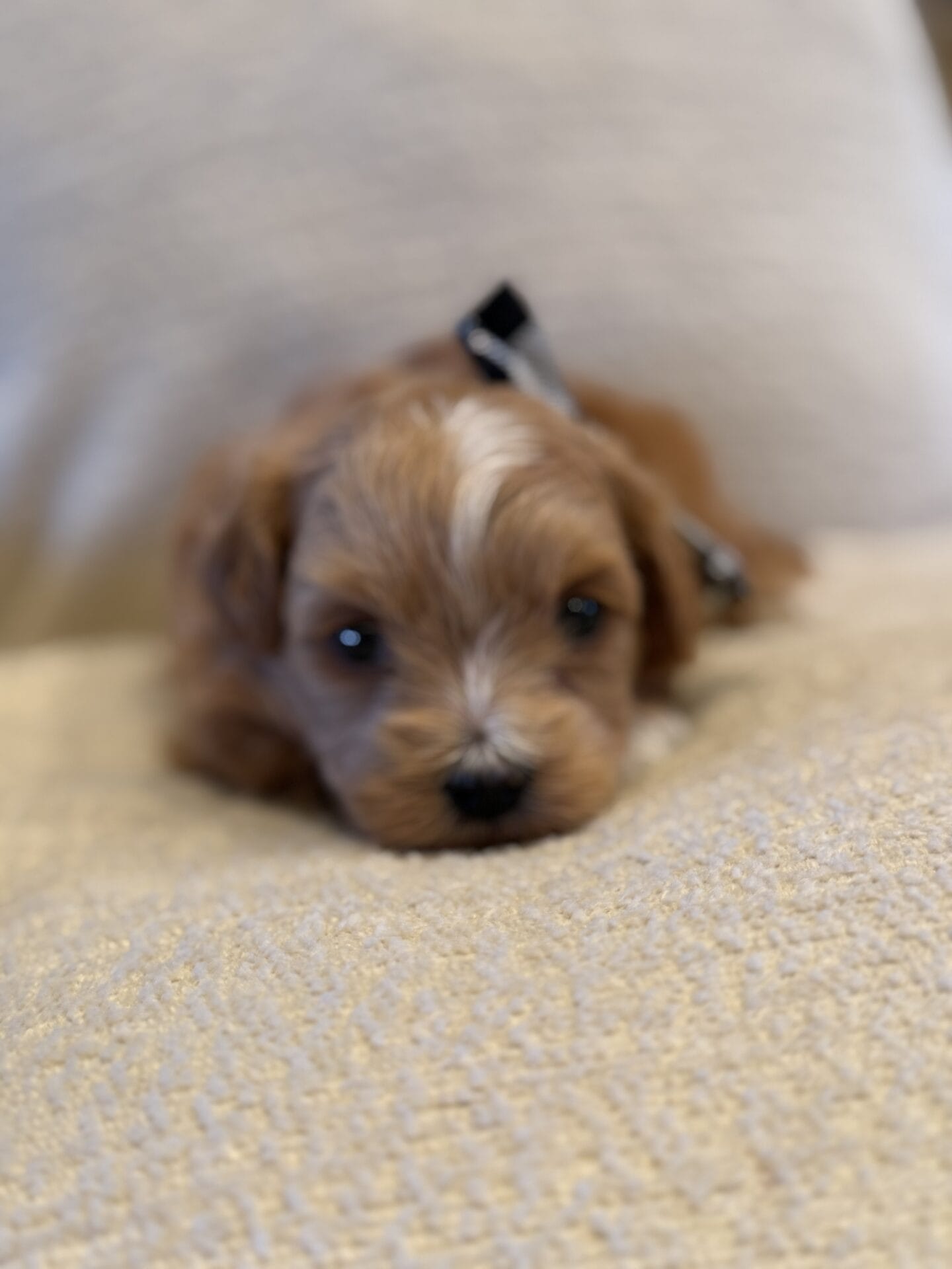 Sissy - Micro Goldendoodle Girl - Image 12