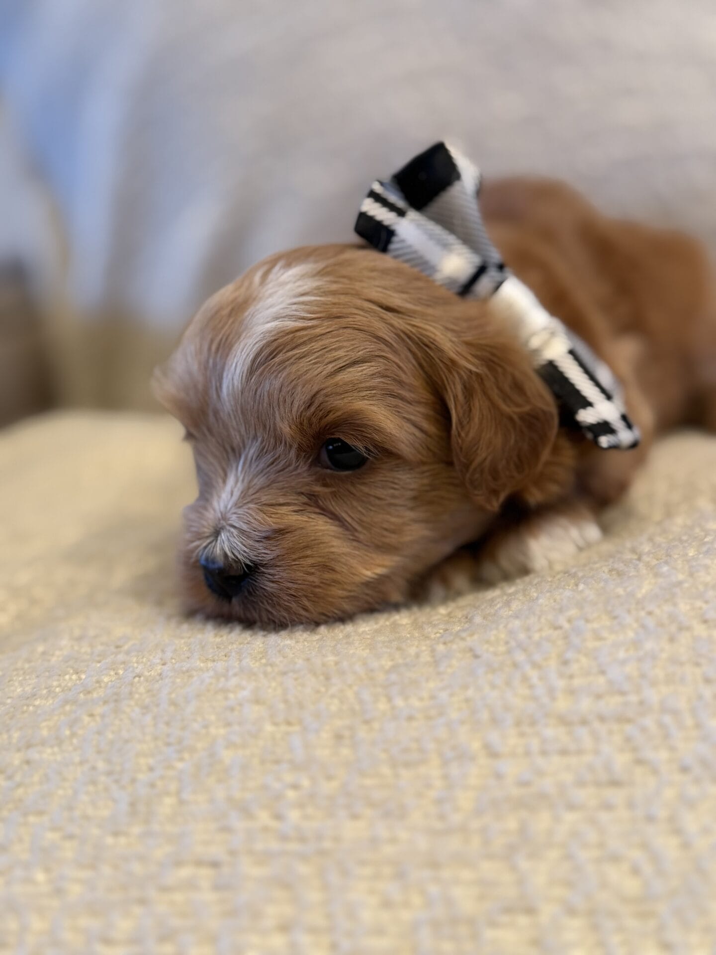 Sissy - Micro Goldendoodle Girl - Image 13