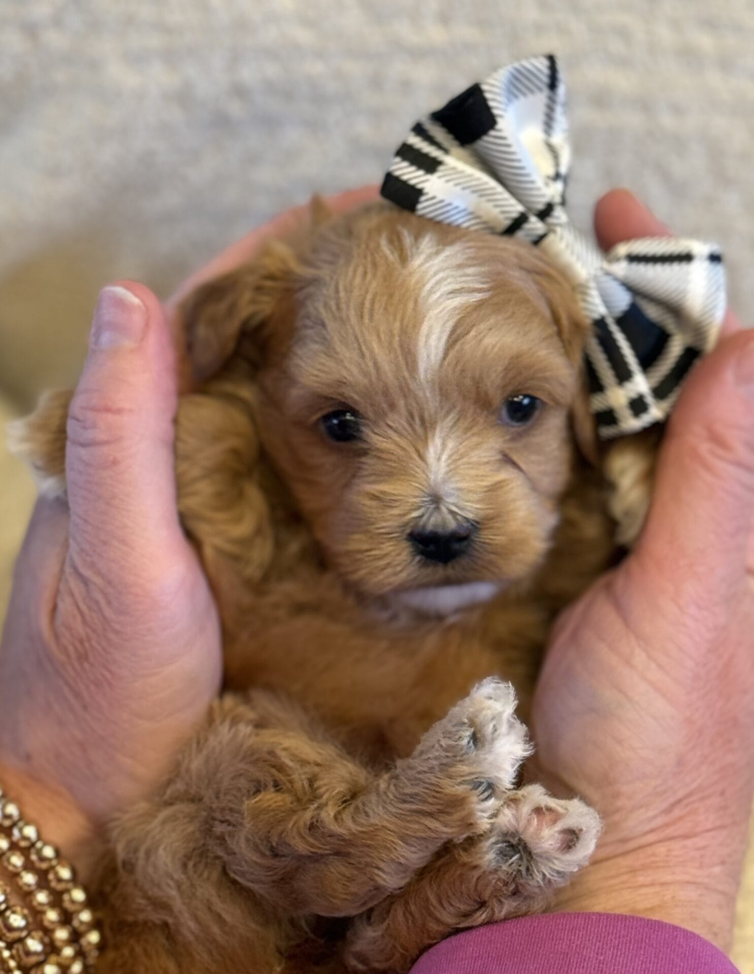 Sissy - Micro Goldendoodle Girl - Image 16