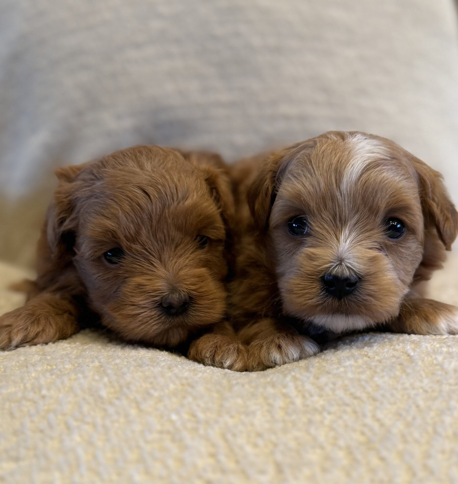 Ivy - Micro Goldendoodle Girl - Image 19
