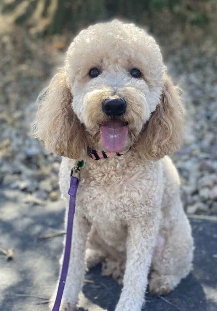 Cookie-Adult_Teacup_Goldendoodle-Precious_Doodle_Dogs Cookie-Adult_Teacup_Goldendoodle-Precious_Doodle_Dogs