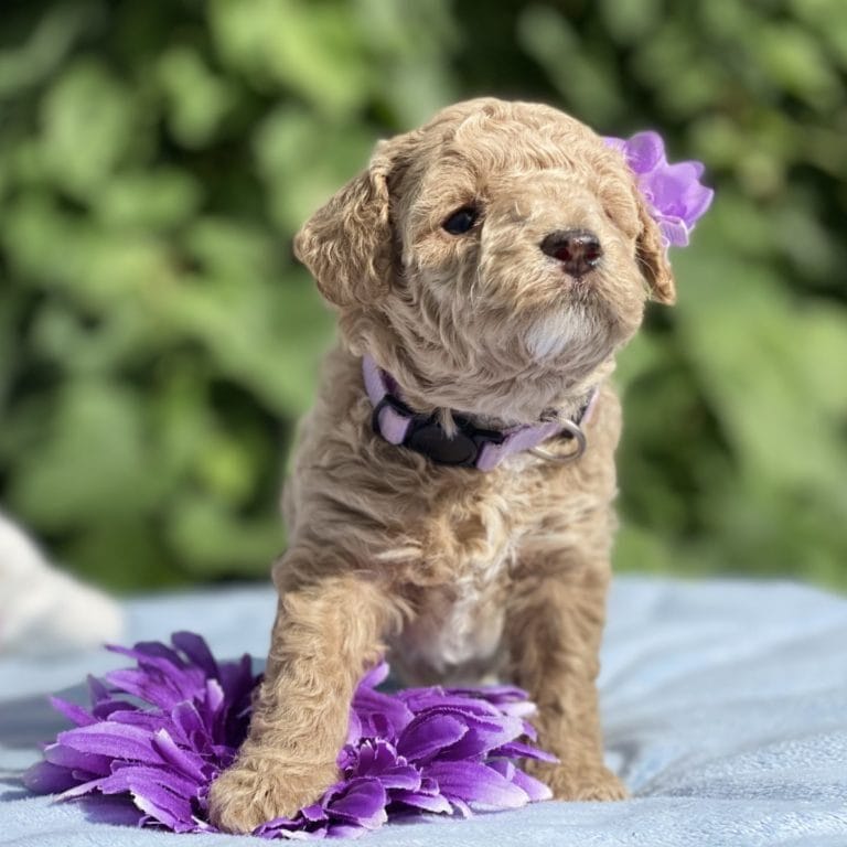 Belle-Teacup_Goldendoodle-Goldendoodle_puppies_for_sale-Teacup_Goldendoodle_puppies_for_sale_near_me-Precious_Doodle_Dogs-1