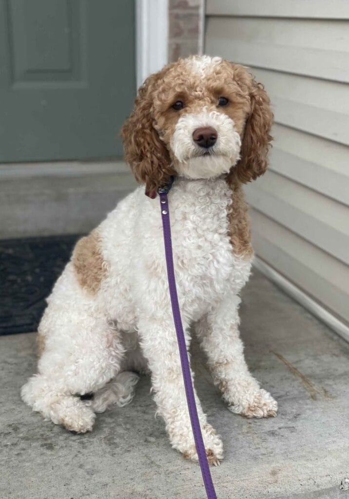Maddie-Teacup_Goldendoodle-Precious_Doodle_Dogs Maddie-Teacup_Goldendoodle-Precious_Doodle_Dogs