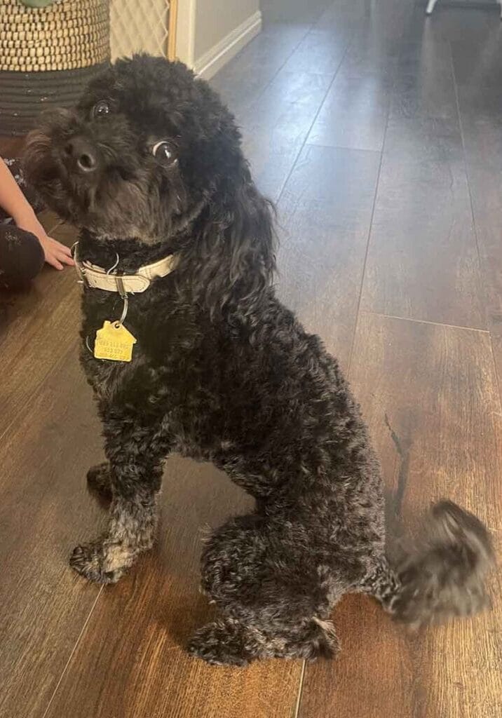 Sally-Teacup_Labradoodle-Precious_Doodle_Dogs-1